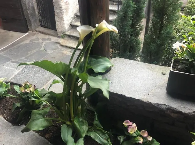 Garni Degli Angioli Hotel Ascona